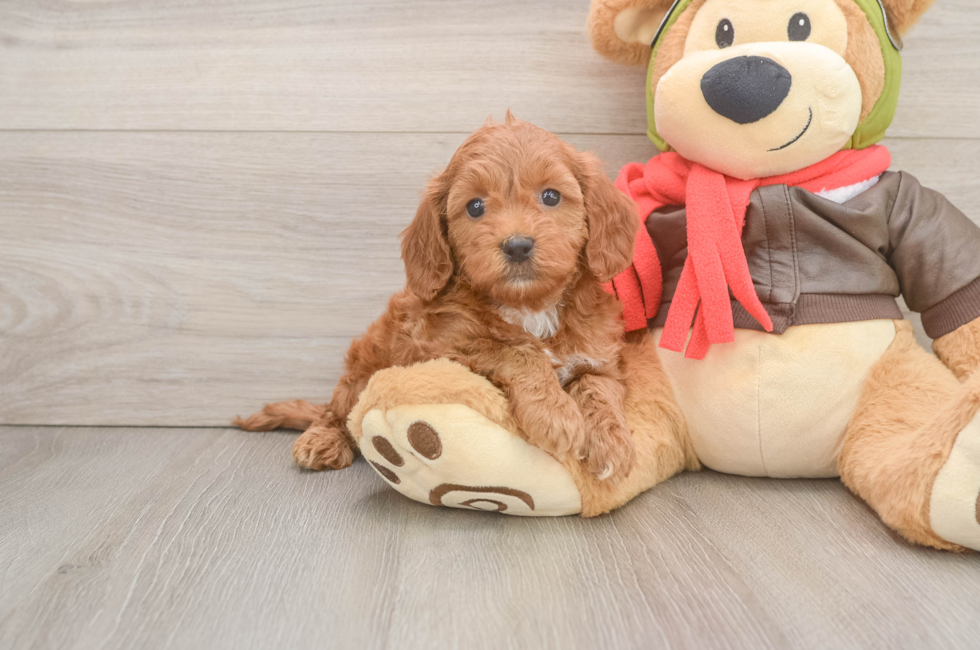 5 week old Mini Goldendoodle Puppy For Sale - Premier Pups