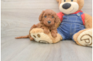 Energetic Golden Doodle Poodle Mix Puppy