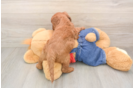 Best Mini Goldendoodle Baby