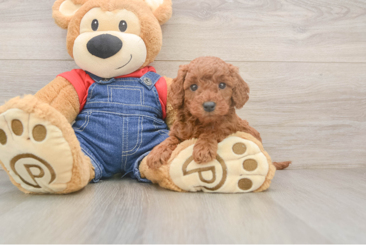 Best Mini Goldendoodle Baby