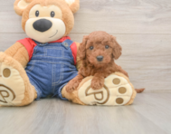 6 week old Mini Goldendoodle Puppy For Sale - Premier Pups