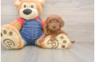 Best Mini Goldendoodle Baby