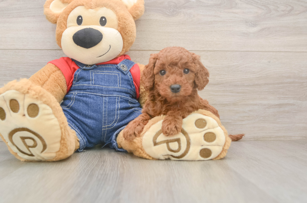 5 week old Mini Goldendoodle Puppy For Sale - Premier Pups