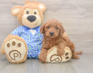 7 week old Mini Goldendoodle Puppy For Sale - Premier Pups