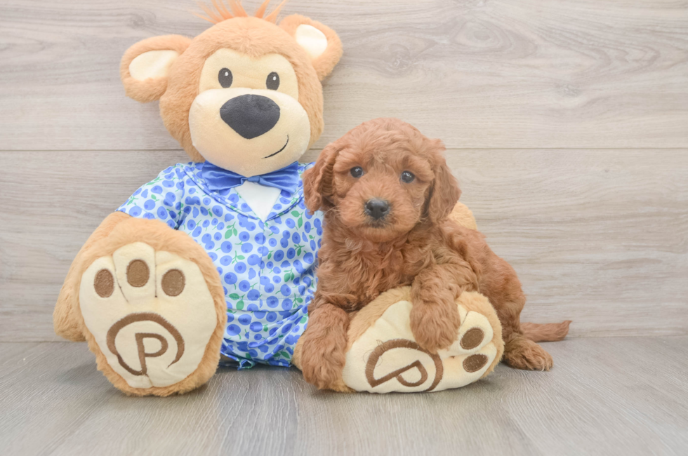 6 week old Mini Goldendoodle Puppy For Sale - Premier Pups