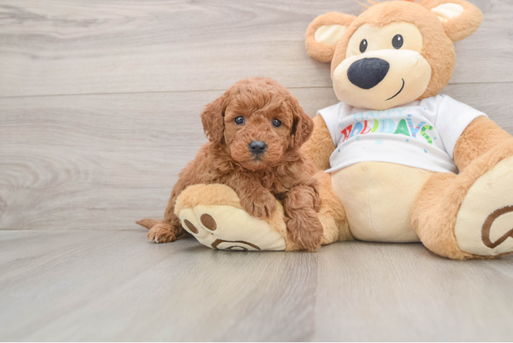 Mini Goldendoodle Puppy for Adoption