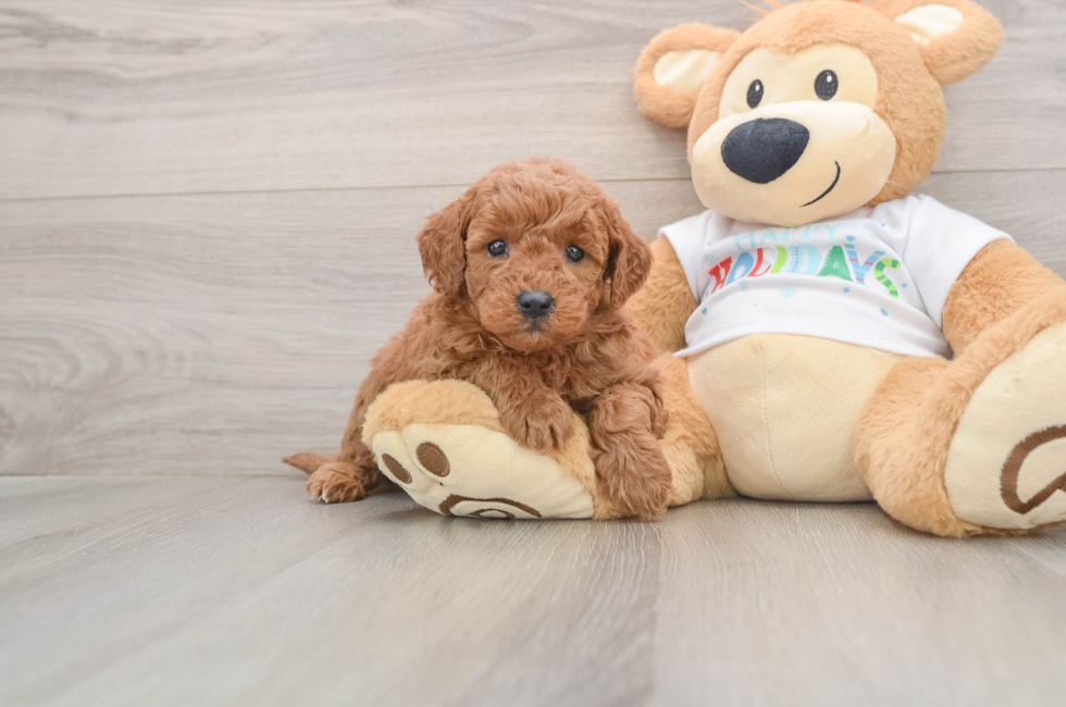 5 week old Mini Goldendoodle Puppy For Sale - Premier Pups
