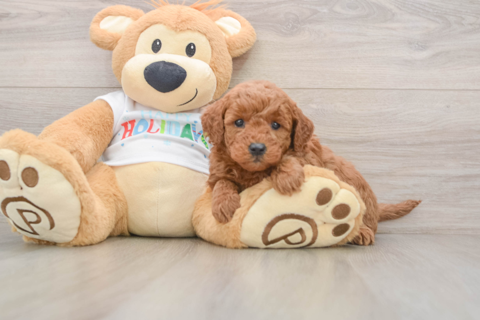 Adorable Golden Retriever Poodle Mix Poodle Mix Puppy