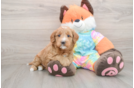 Cute Mini Goldendoodle Baby