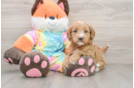 Cute Mini Goldendoodle Baby