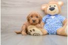 Sweet Mini Goldendoodle Baby