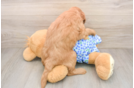 Funny Mini Goldendoodle Poodle Mix Pup