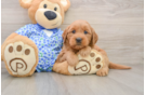 Playful Mini Groodle Poodle Mix Puppy