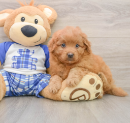 7 week old Mini Goldendoodle Puppy For Sale - Premier Pups