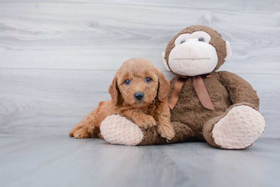 Hypoallergenic Golden Retriever Poodle Mix Puppy