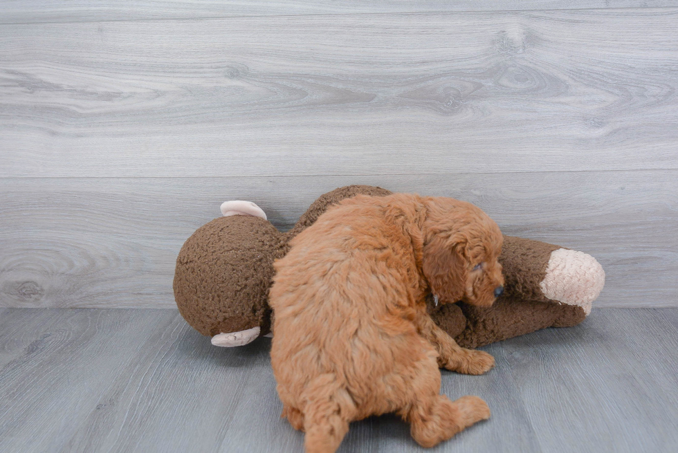 Mini Goldendoodle Puppy for Adoption