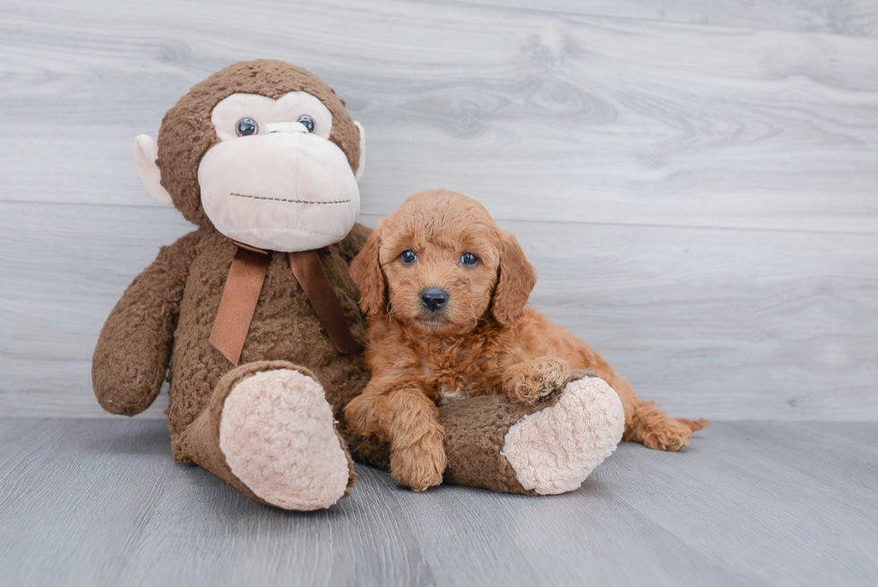 Mini Goldendoodle Pup Being Cute