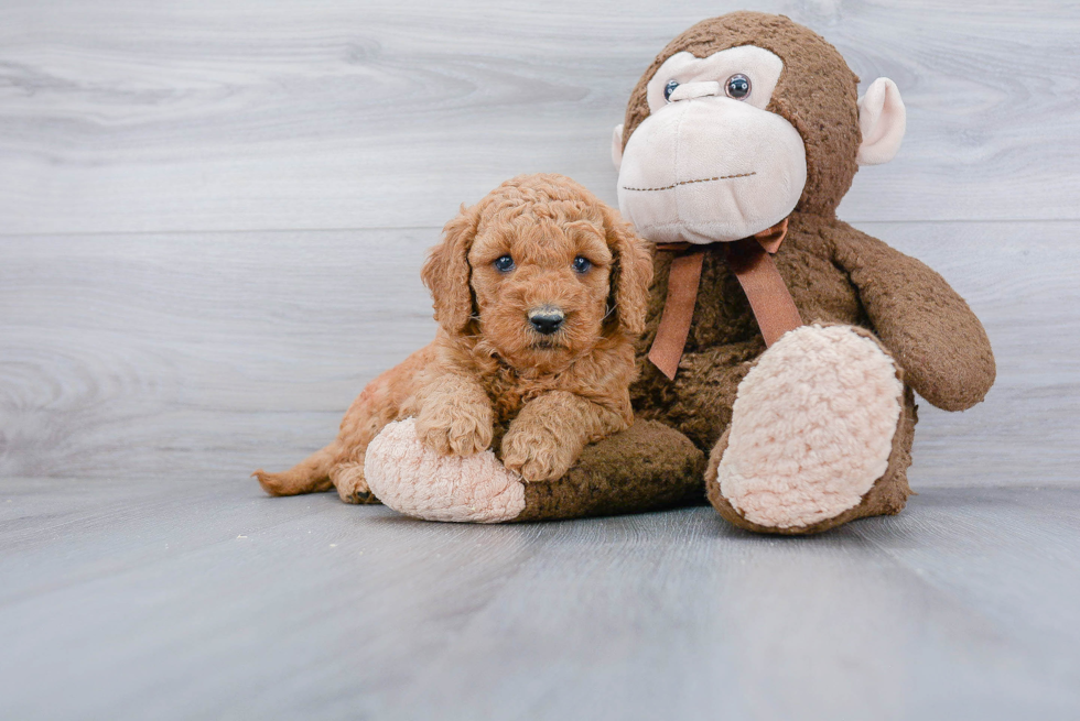 Best Mini Goldendoodle Baby