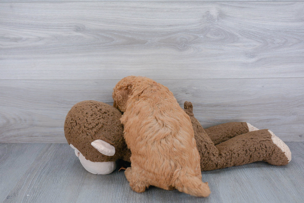 Energetic Golden Retriever Poodle Mix Puppy