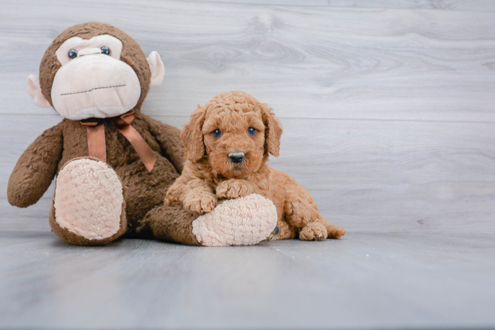 Mini Goldendoodle Pup Being Cute