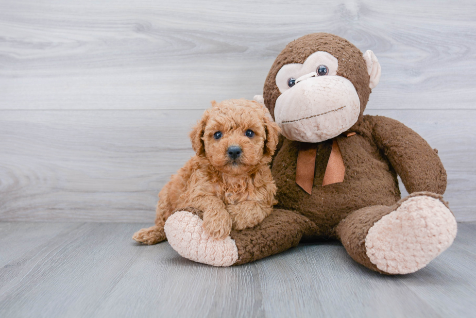 Mini Goldendoodle Pup Being Cute