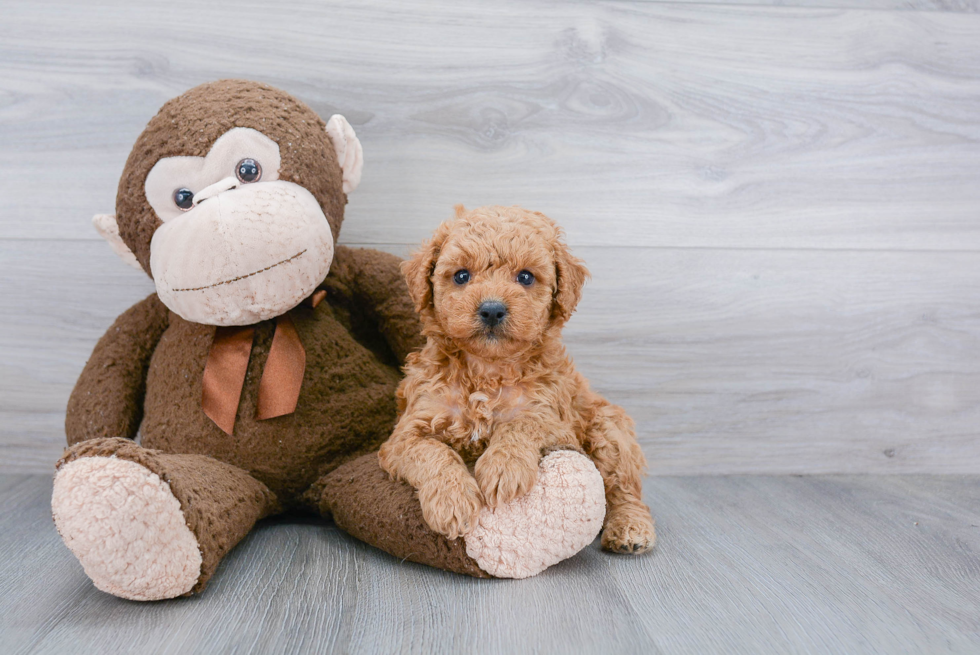 Mini Goldendoodle Pup Being Cute