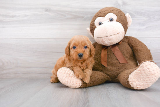 Sweet Mini Goldendoodle Baby