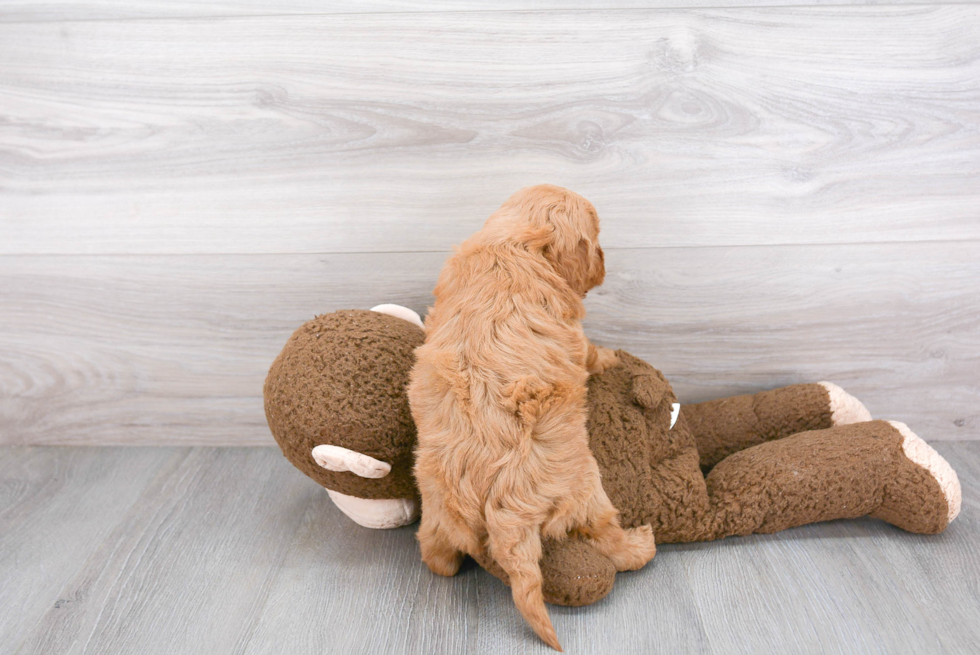 Sweet Mini Goldendoodle Baby