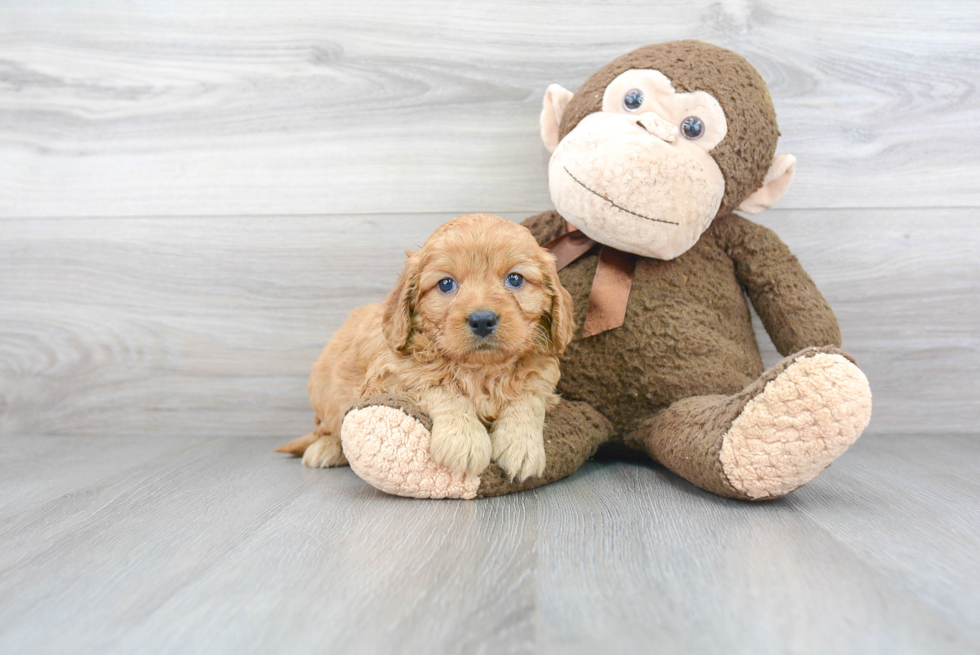 Mini Goldendoodle Puppy for Adoption