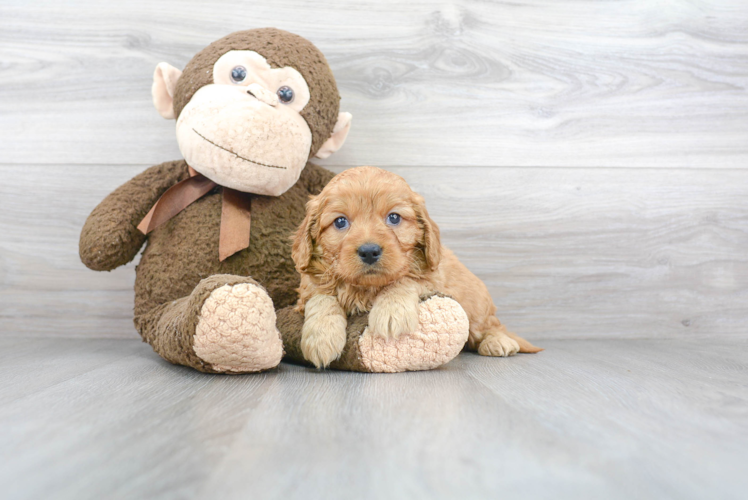 Best Mini Goldendoodle Baby
