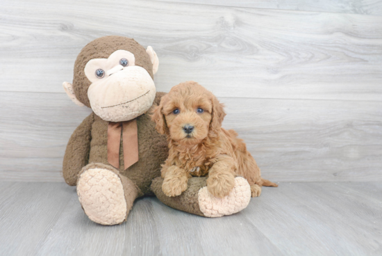 Funny Mini Goldendoodle Poodle Mix Pup