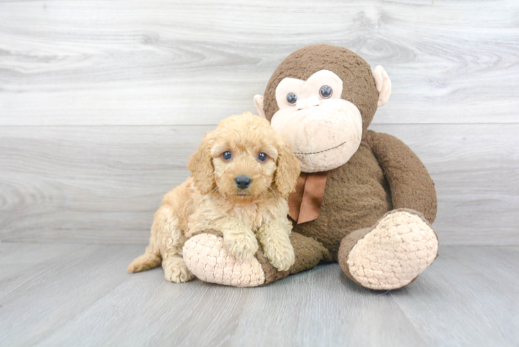 Happy Mini Goldendoodle Baby