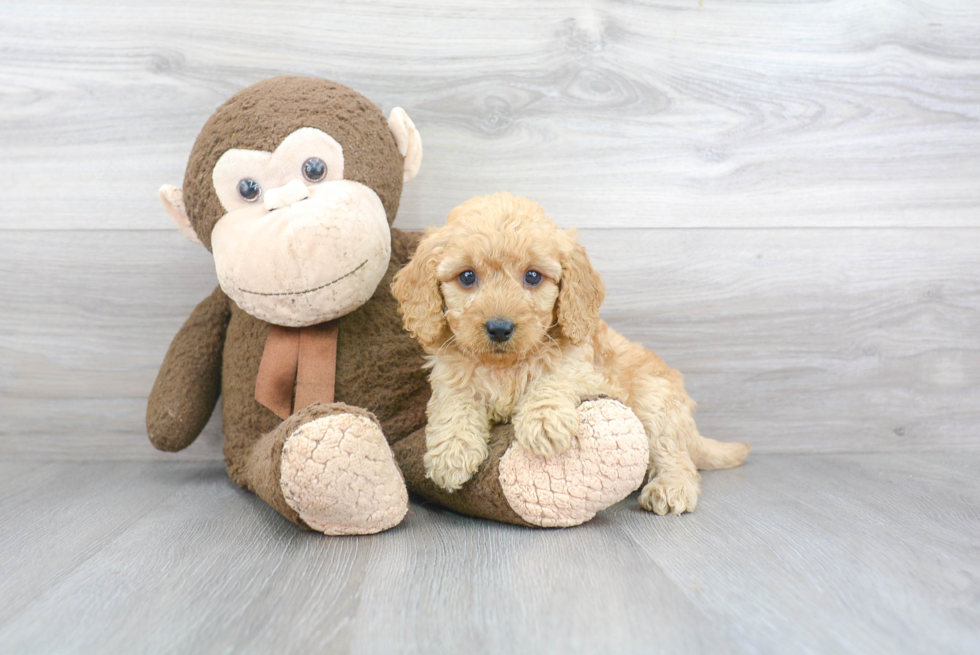 Mini Goldendoodle Puppy for Adoption