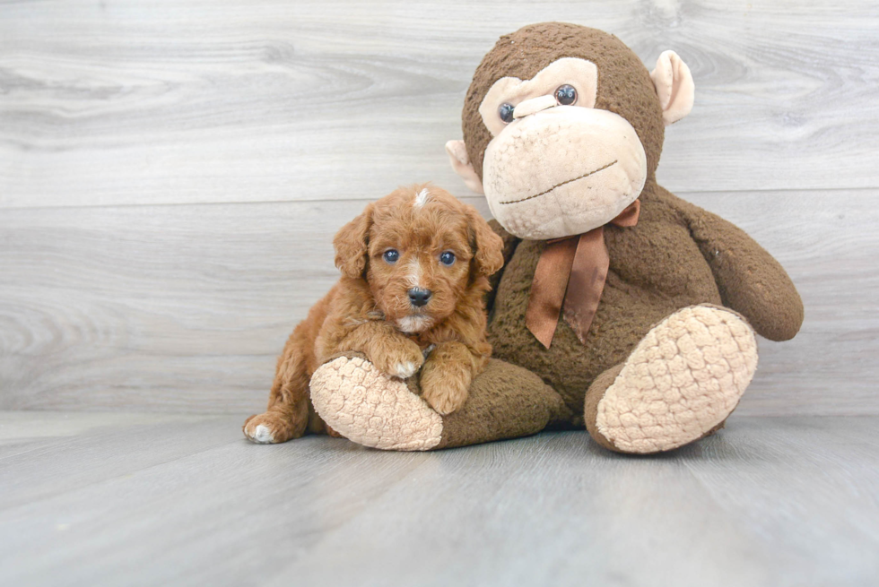 Happy Mini Goldendoodle Baby