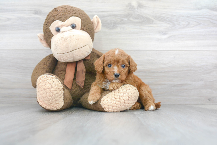 Funny Mini Goldendoodle Poodle Mix Pup