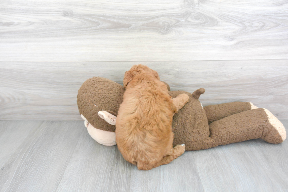 Mini Goldendoodle Puppy for Adoption