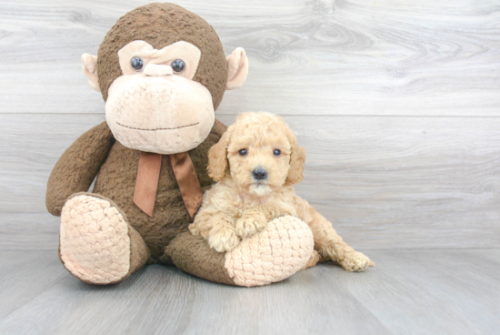 Energetic Golden Retriever Poodle Mix Puppy