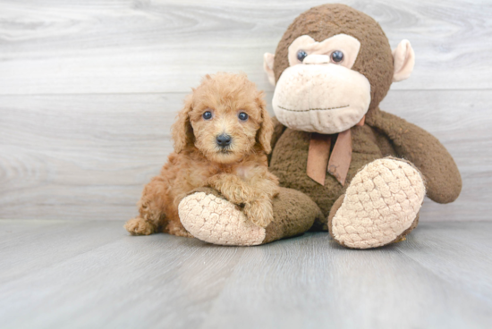 Best Mini Goldendoodle Baby