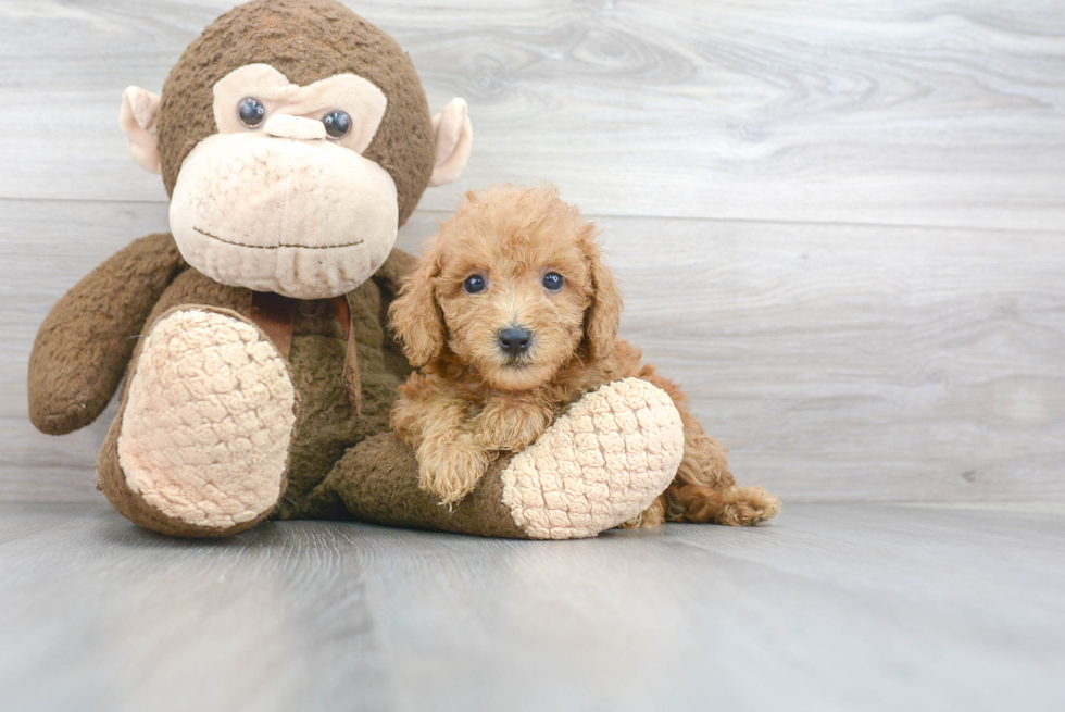 Best Mini Goldendoodle Baby