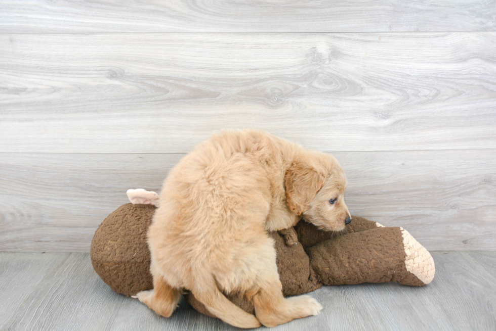 Cute Mini Goldendoodle Baby