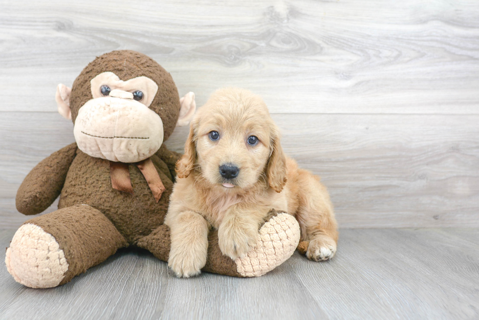 Best Mini Goldendoodle Baby