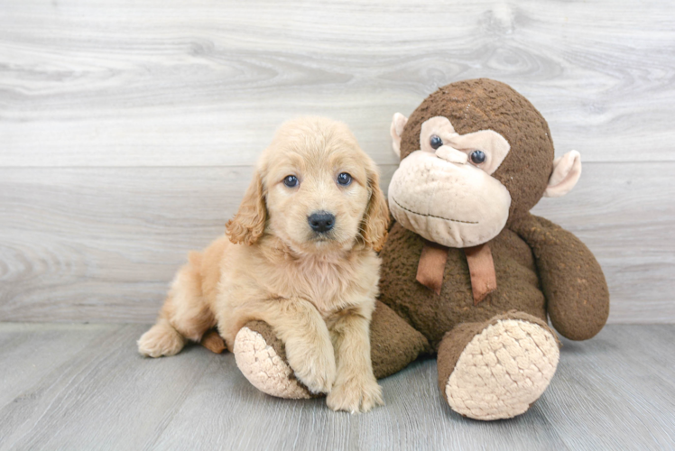 Mini Goldendoodle Pup Being Cute