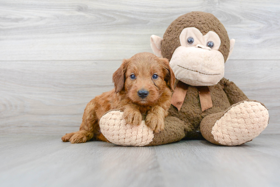 Mini Goldendoodle Pup Being Cute