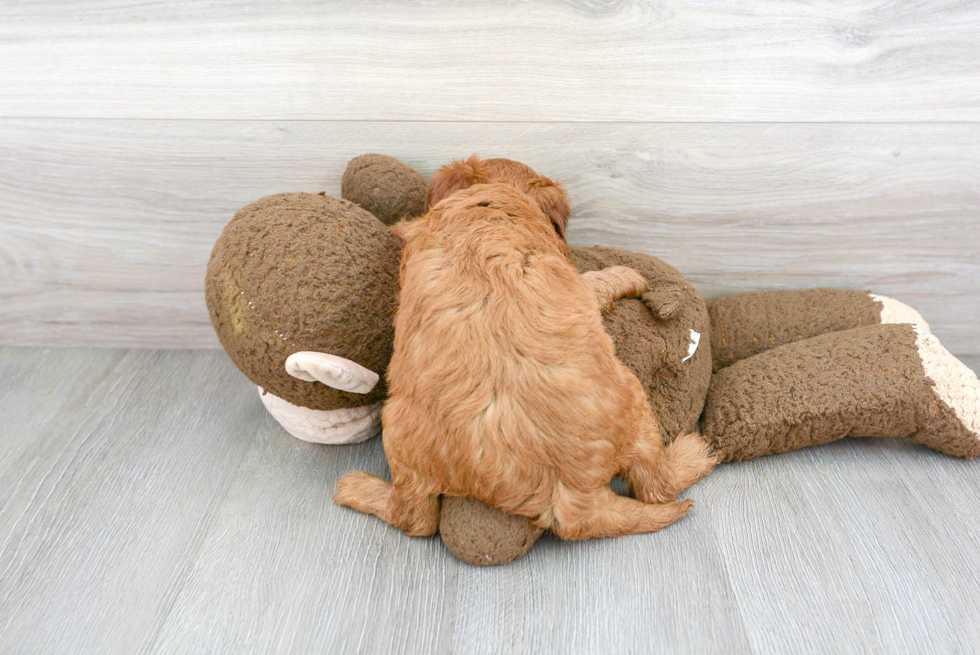 Cute Golden Retriever Poodle Mix Puppy