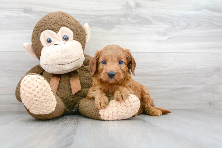 Mini Goldendoodle Puppy for Adoption