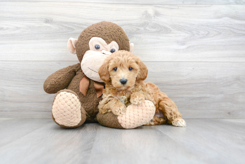 Best Mini Goldendoodle Baby