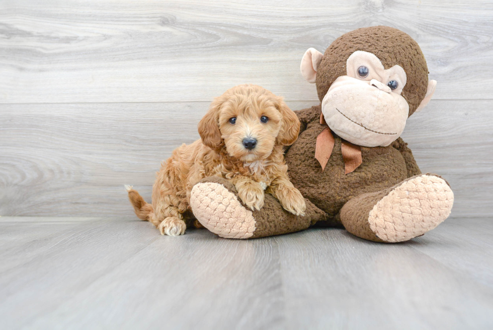 Fluffy Mini Goldendoodle Poodle Mix Pup