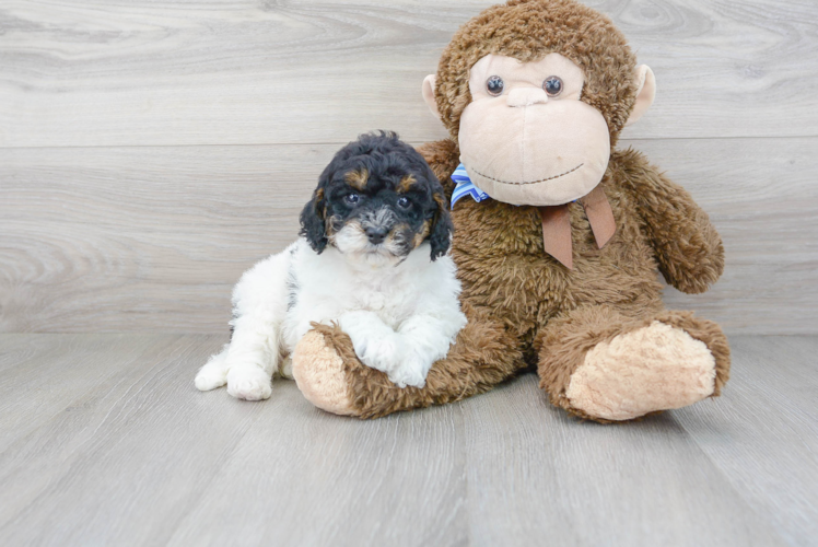 Energetic Golden Retriever Poodle Mix Puppy