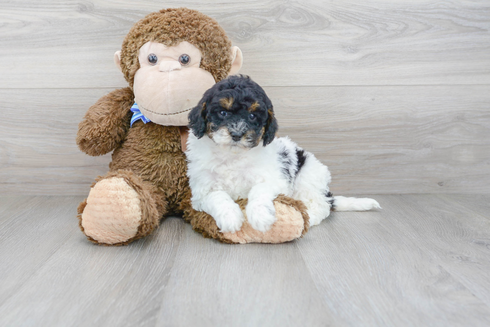 Happy Mini Goldendoodle Baby