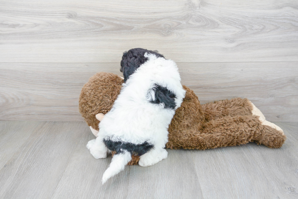 Adorable Golden Retriever Poodle Mix Puppy